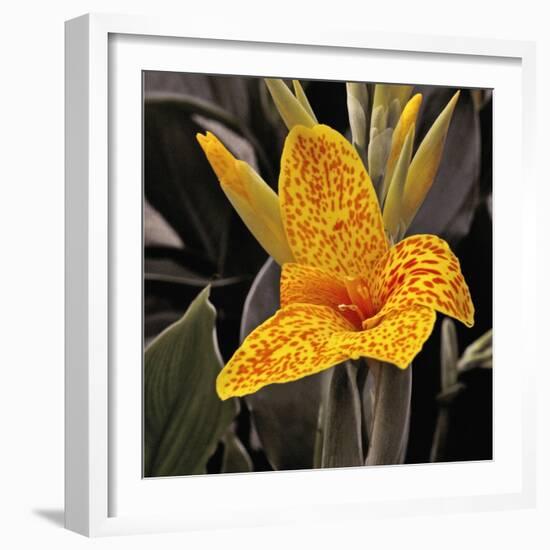 Blooming Flowers 5673-Rica Belna-Framed Giclee Print