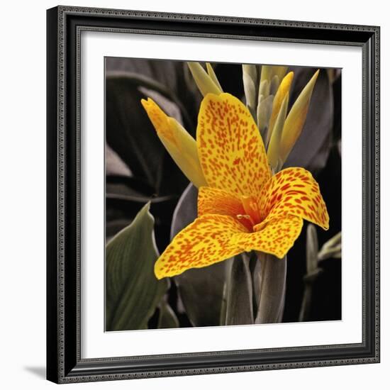 Blooming Flowers 5673-Rica Belna-Framed Giclee Print