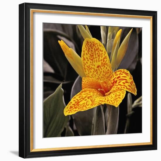 Blooming Flowers 5673-Rica Belna-Framed Giclee Print