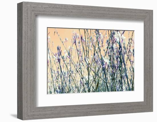 Blooming Flowers 5761-Rica Belna-Framed Photographic Print