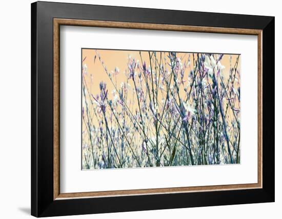 Blooming Flowers 5761-Rica Belna-Framed Photographic Print