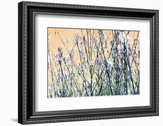 Blooming Flowers 5761-Rica Belna-Framed Photographic Print