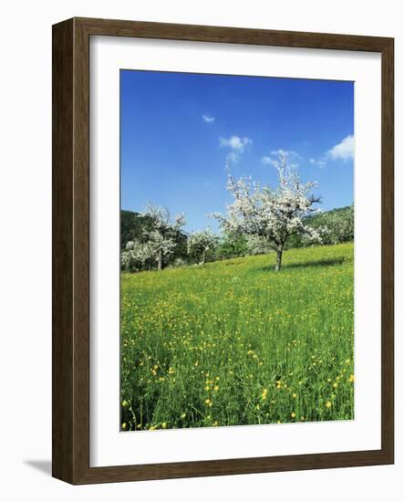 Blooming Fruit Trees on a Flower Meadow-Markus Lange-Framed Photographic Print