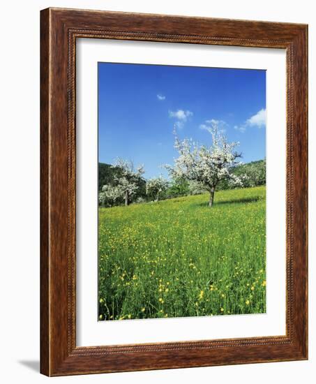 Blooming Fruit Trees on a Flower Meadow-Markus Lange-Framed Photographic Print