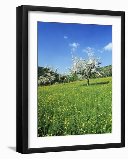 Blooming Fruit Trees on a Flower Meadow-Markus Lange-Framed Photographic Print