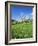 Blooming Fruit Trees on a Flower Meadow-Markus Lange-Framed Photographic Print