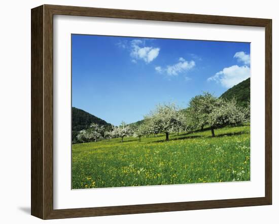 Blooming Fruit Trees on a Flower Meadow-Markus Lange-Framed Photographic Print