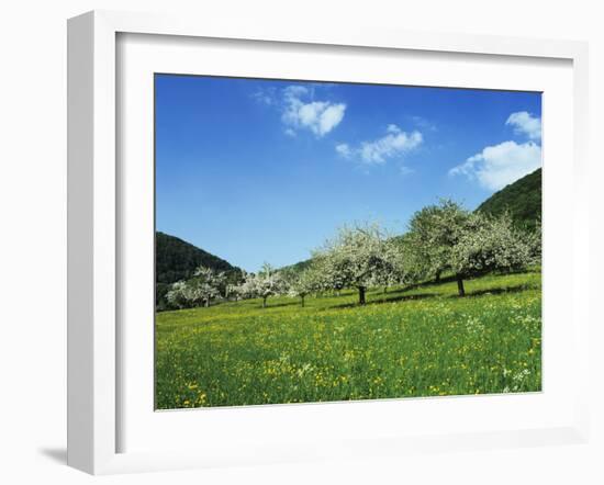 Blooming Fruit Trees on a Flower Meadow-Markus Lange-Framed Photographic Print