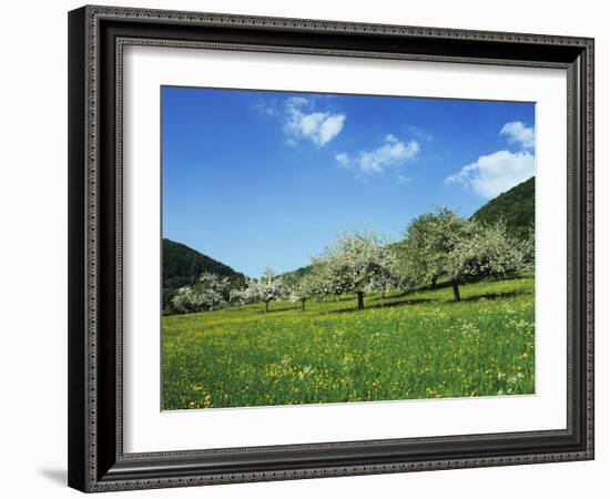 Blooming Fruit Trees on a Flower Meadow-Markus Lange-Framed Photographic Print