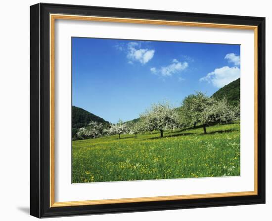 Blooming Fruit Trees on a Flower Meadow-Markus Lange-Framed Photographic Print