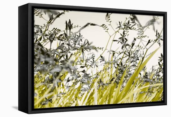 Blooming Grass 4477-Rica Belna-Framed Premier Image Canvas