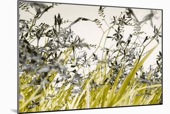 Blooming Grass 4477-Rica Belna-Mounted Giclee Print