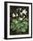 Blooming Hosta-Asia Jensen-Framed Art Print