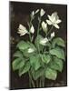 Blooming Hosta-Asia Jensen-Mounted Art Print