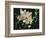 Blooming in the Dark II-Melissa Wang-Framed Premium Giclee Print