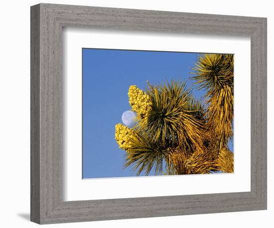 Blooming Joshua Tree with Moonset, Joshua Tree National Park, California, USA-Chuck Haney-Framed Photographic Print