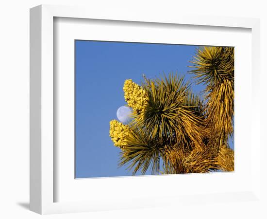 Blooming Joshua Tree with Moonset, Joshua Tree National Park, California, USA-Chuck Haney-Framed Photographic Print