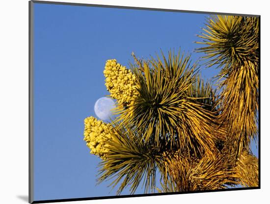 Blooming Joshua Tree with Moonset, Joshua Tree National Park, California, USA-Chuck Haney-Mounted Photographic Print