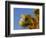 Blooming Joshua Tree with Moonset, Joshua Tree National Park, California, USA-Chuck Haney-Framed Photographic Print