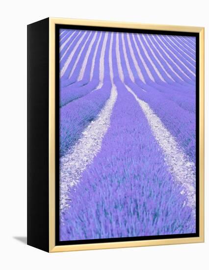 Blooming lavender in lines-Herbert Kehrer-Framed Premier Image Canvas