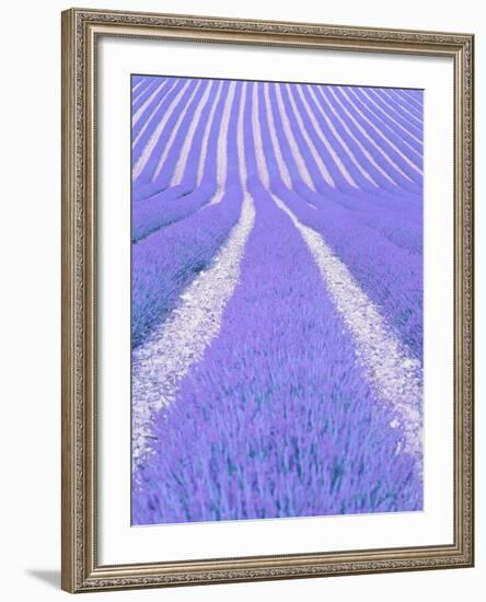 Blooming lavender in lines-Herbert Kehrer-Framed Photographic Print