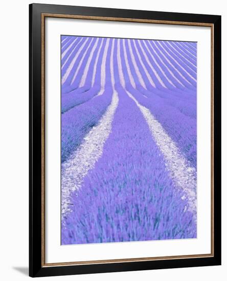 Blooming lavender in lines-Herbert Kehrer-Framed Photographic Print