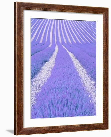 Blooming lavender in lines-Herbert Kehrer-Framed Photographic Print