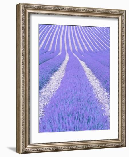 Blooming lavender in lines-Herbert Kehrer-Framed Photographic Print