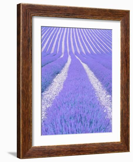 Blooming lavender in lines-Herbert Kehrer-Framed Photographic Print