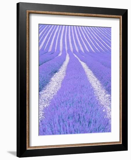 Blooming lavender in lines-Herbert Kehrer-Framed Photographic Print