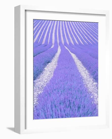 Blooming lavender in lines-Herbert Kehrer-Framed Photographic Print