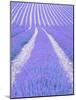 Blooming lavender in lines-Herbert Kehrer-Mounted Photographic Print