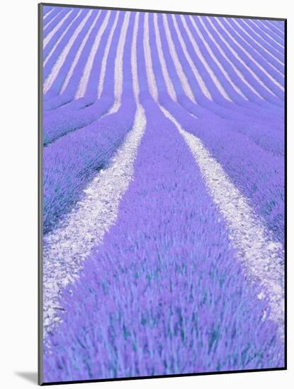 Blooming lavender in lines-Herbert Kehrer-Mounted Photographic Print