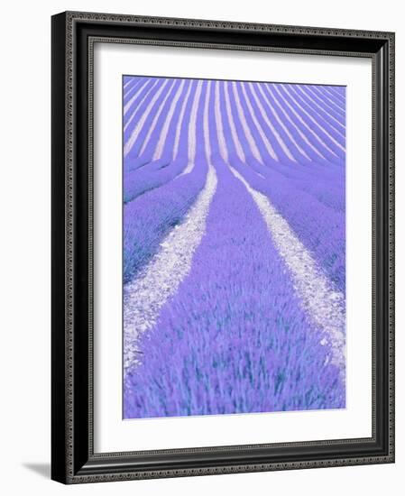 Blooming lavender in lines-Herbert Kehrer-Framed Photographic Print