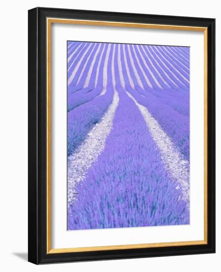 Blooming lavender in lines-Herbert Kehrer-Framed Photographic Print
