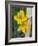 Blooming Lilies and Bamboo, Huerquehue National Park, Chile-Scott T. Smith-Framed Photographic Print