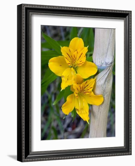 Blooming Lilies and Bamboo, Huerquehue National Park, Chile-Scott T. Smith-Framed Photographic Print