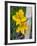 Blooming Lilies and Bamboo, Huerquehue National Park, Chile-Scott T. Smith-Framed Photographic Print