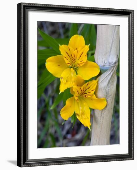 Blooming Lilies and Bamboo, Huerquehue National Park, Chile-Scott T. Smith-Framed Photographic Print