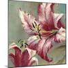 Blooming Lily-Brent Heighton-Mounted Art Print