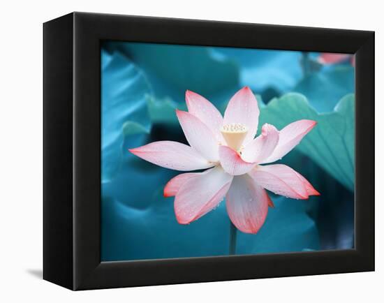 Blooming Lotus Flower-kenny001-Framed Premier Image Canvas