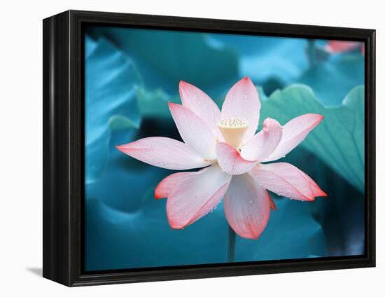 Blooming Lotus Flower-kenny001-Framed Premier Image Canvas