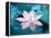 Blooming Lotus Flower-kenny001-Framed Premier Image Canvas