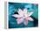 Blooming Lotus Flower-kenny001-Framed Premier Image Canvas