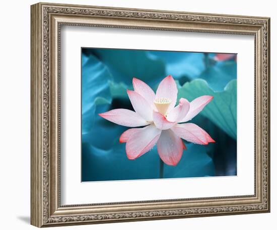 Blooming Lotus Flower-kenny001-Framed Photographic Print