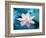 Blooming Lotus Flower-kenny001-Framed Photographic Print