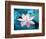 Blooming Lotus Flower-kenny001-Framed Photographic Print