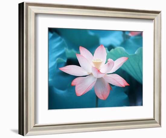 Blooming Lotus Flower-kenny001-Framed Photographic Print