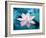 Blooming Lotus Flower-kenny001-Framed Photographic Print