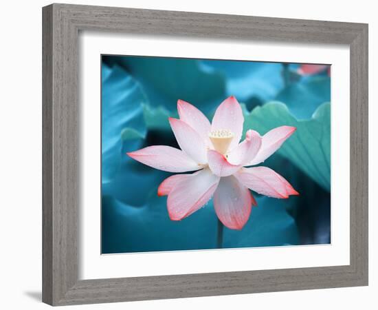 Blooming Lotus Flower-kenny001-Framed Photographic Print